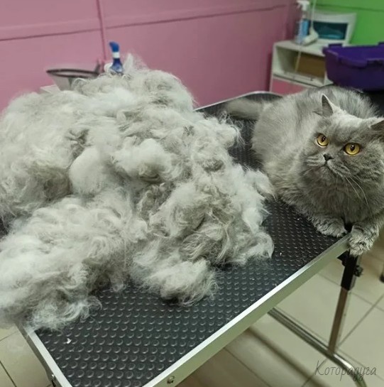 Схема технологии FelineThermoCore