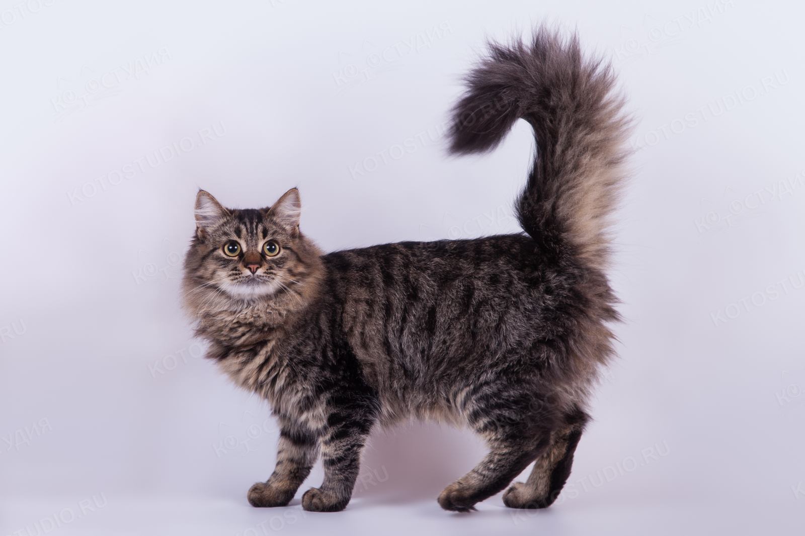 Сибирская кошка